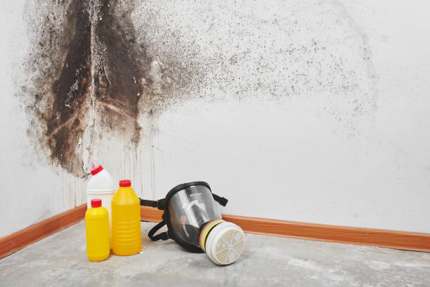 Best Fast Mold Removal  in Orinda, CA