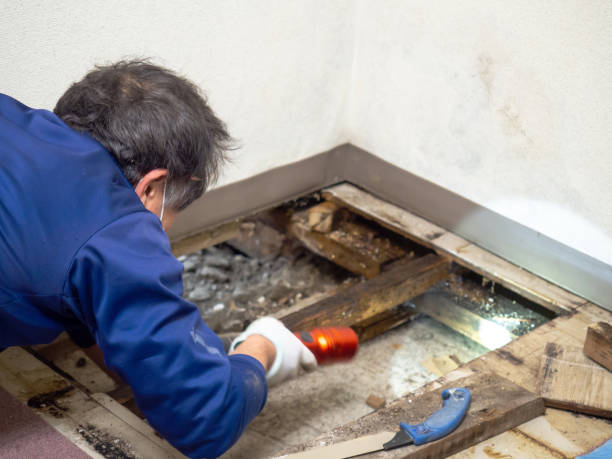 Best Mold Testing  in Orinda, CA