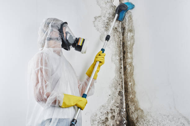 Best Toxic Mold Removal  in Orinda, CA