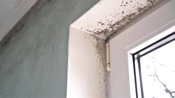 Best Local Mold Removal Service  in Orinda, CA