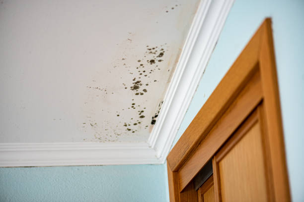 Best Mold Testing  in Orinda, CA