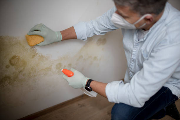Best Mold Remediation  in Orinda, CA