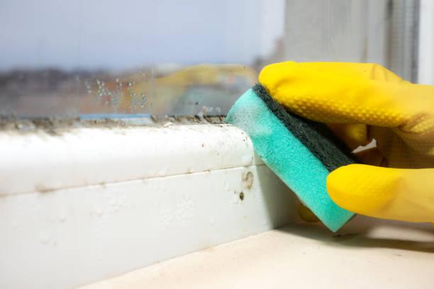 Professional Mold Removal in Orinda, CA