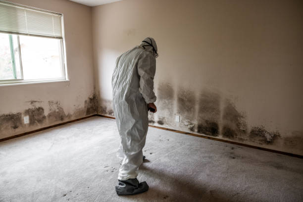 Mold Testing and Removal in Orinda, CA