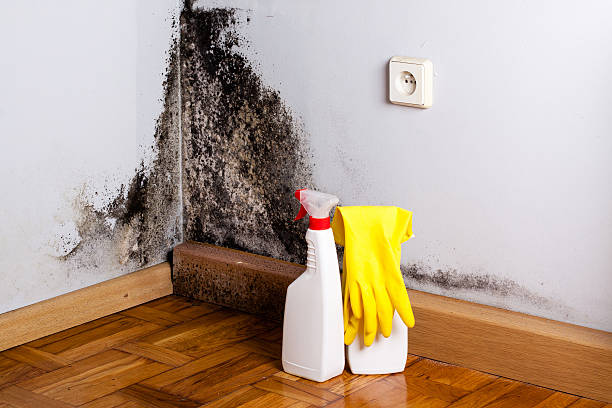 Best Commercial Mold Removal  in Orinda, CA