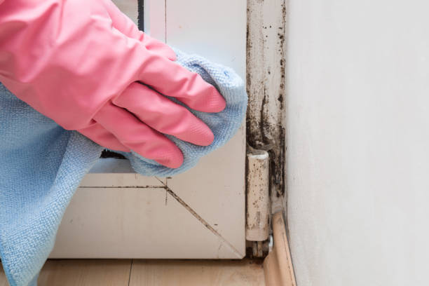 Crawl Space Mold Removal in Orinda, CA