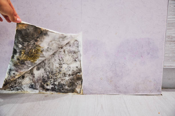 Best Black Mold Removal  in Orinda, CA